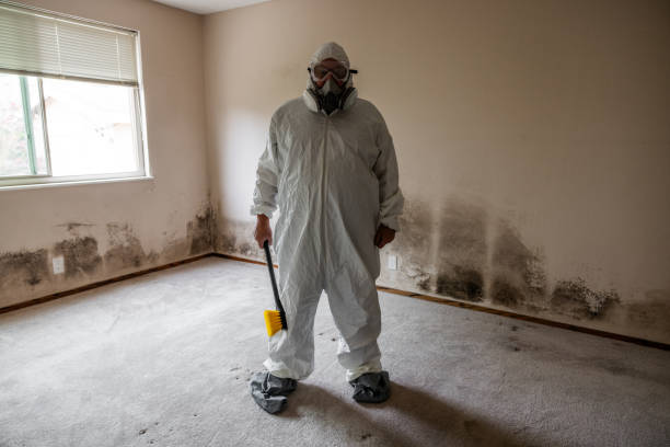 Best Health and Safety Mold Remediation in USA